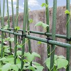 식물 지지체를 위한 녹색 플라스틱 코팅된 60 센티미터 금속 정원 지분